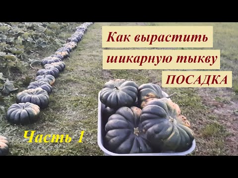 Видео: Как посадить тыкву. Оригинальный метод защиты