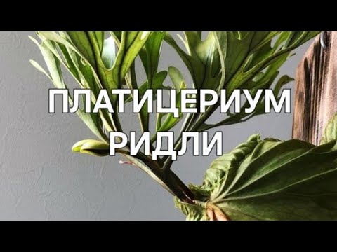Видео: Платицериум Ридли