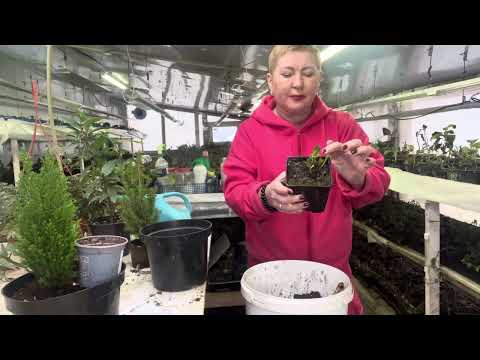 Видео: Купила кипарисовик и елочку. Перевалка обязательна. Корни нарушаю и обрезаю.