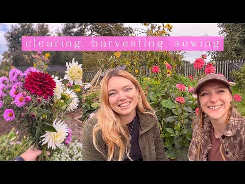 Видео: Осенняя уборка начинается! 🍄 Видеоблог о садовом участке 🍂 Выпуск 74 🍂