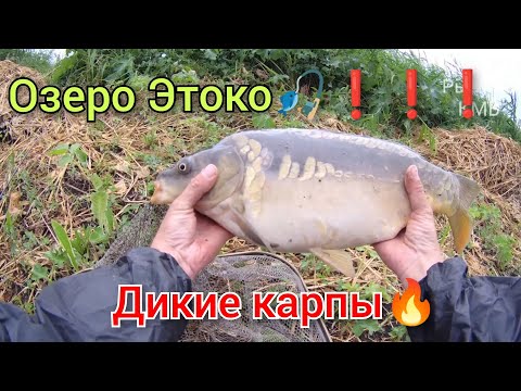 Видео: Рыбалка(КМВ - КБР)... Озеро Этоко🎣. Ставропольский край. Тузики на поплавок 🔥