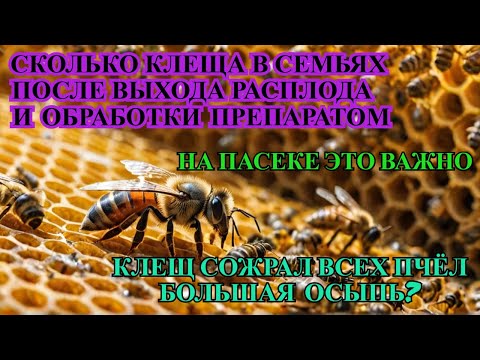 Видео: КЛЕЩ СОЖРАЛ ВСЮ ПАСЕКУ так ли ОСМОТР ПЧЕЛИНЫХ СЕМЕЙ ПОСЛЕ ВЫХОДА РАСПЛОДА И ПРОЛИВА ПРЕПАРАТОМ ✅☝️🐝