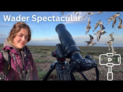 Видео: Преследуемые приливом | Выставка куликов в Королевском заповеднике защиты птиц в Снеттишеме | Вид...