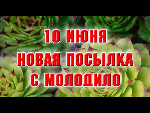 Видео: Посылка с молодилом