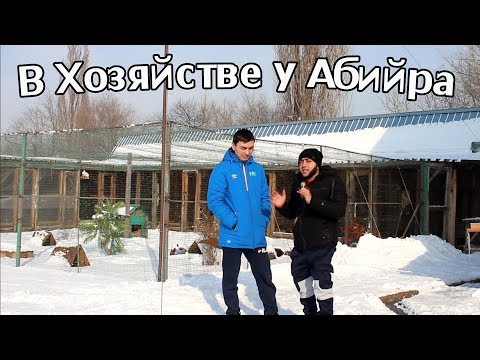 Видео: В хозяйстве у Абийра//Микро Куры, Фазаны, Кеклики, утки Мандаринки, Голуби