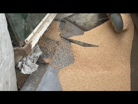 Видео: 📍підготовлюємо горох до посіву ⁉️ куплю мотор від т40😎
