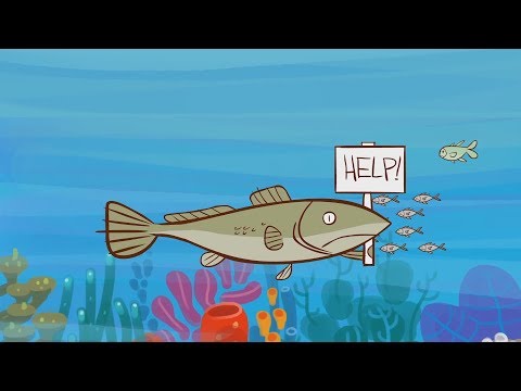 Видео: Edu: Исчезнет ли вся рыба из океана?