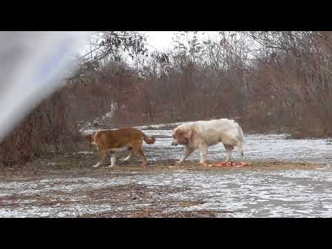 Видео: Отлов собак сетью в Тирасполе