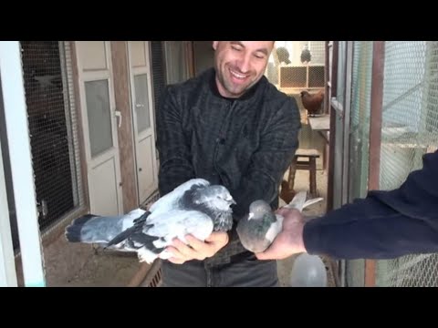 Видео: Є на що подивитися, є чому здивуватися