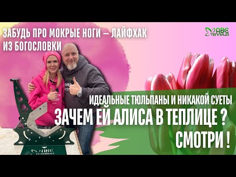 Видео: Секреты выращивания тюльпанов, умная теплица и хозяйка, которая всё знает! Честно, по делу, от души.