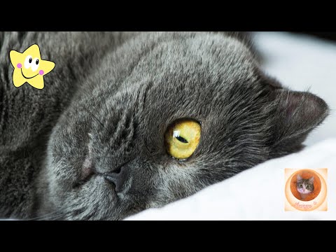 Видео: Смешные кошки: идеальный рецепт для беззаботного смеха!