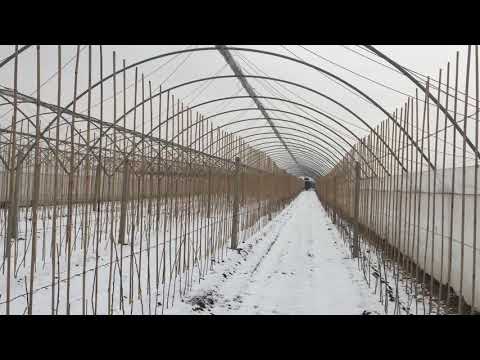 Видео: Польша. Опыт выращивания смородины и крыжовника на шпалере.