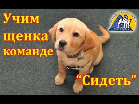 Видео: Урок №2. Как научить собаку команде сидеть / Выдержка по команде "Сидеть"