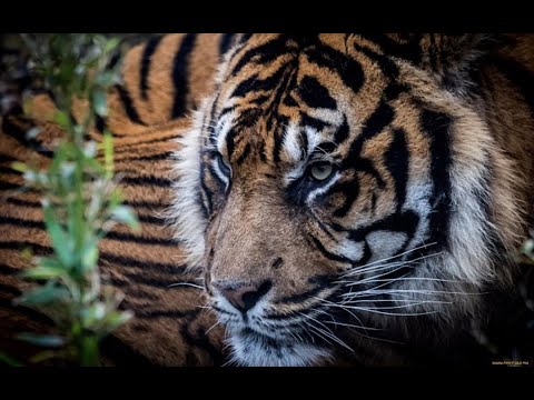 Видео: Лимонадный Джо - Стой, Кто Идёт (HD 1280x720)