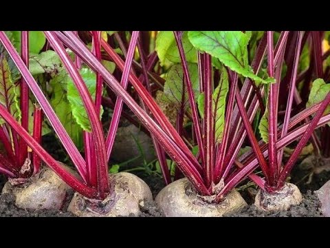 Видео: ВАЖНЫЕ ПОДКОРМКИ ДЛЯ СВЁКЛЫ И НЕСКОЛЬКО ХИТРОСТЕЙ ДЛЯ УВЕЛИЧЕНИЯ УРОЖАЯ!