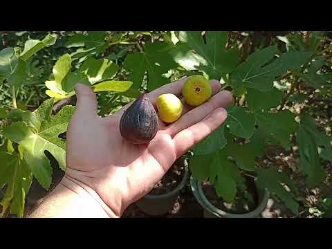 Видео: Состояние инжиров на 02.09.23 Часть 1