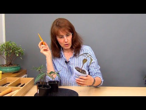 Видео: Брахихитон тополевый (ч.3).