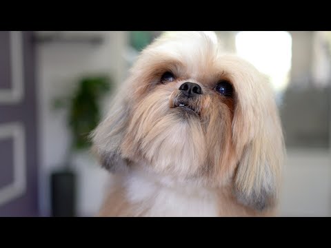 Видео: ШИ-ТЦУ 8 ЛЕТ, УХОД ✂️❤️🐶