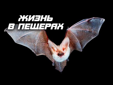 Видео: Кто живет в пещере
