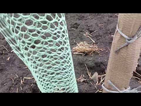 Видео: 11.12.24❌️Захист саджанців від🐰зайців, смалець, картон та сітка аналіз варіантів минулого року. 🤔