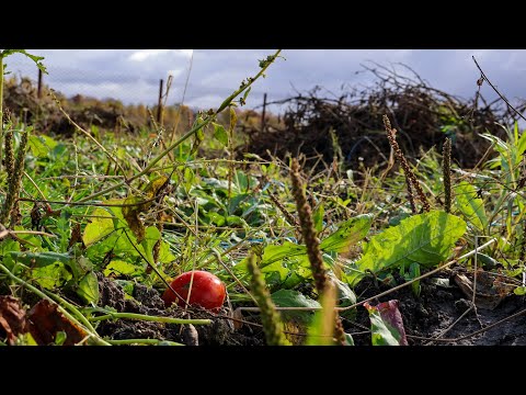 Видео: Закінчення сезону Продажу помідорів на Поліссі