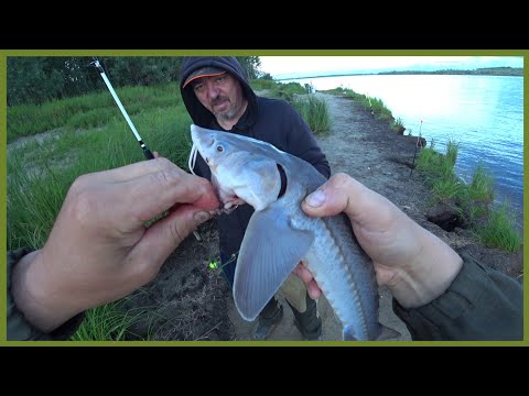 Видео: Краснокнижные лобари не дают покоя.Рыбалка на Оби. ХМАО.