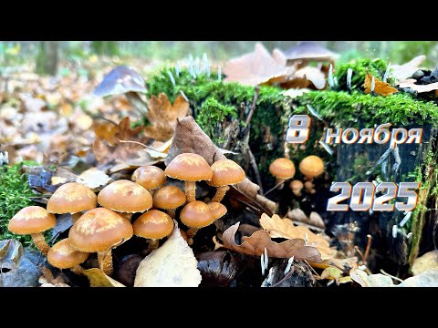 Видео: ‼️НОЯБРЬСКИЙ ЛЕС РАЗНООБРАЗИЯ‼️