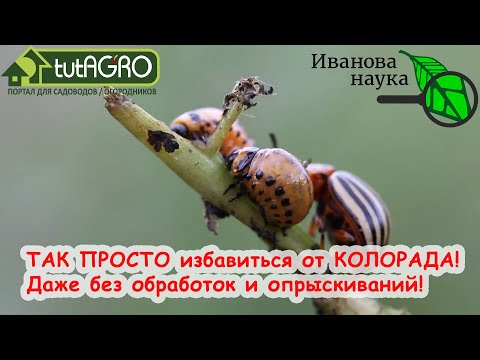 Видео: Вы УДИВИТЕСЬ, КАК ЭТО ПРОСТО! 5 простых способов избавиться от КОЛОРАДСКОГО ЖУКА без химии НАВСЕГДА!