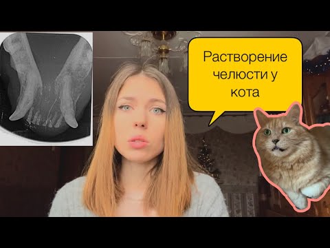 Видео: ОСТЕОМИЕЛИТ У КОТА КЕШИ, что это такое??