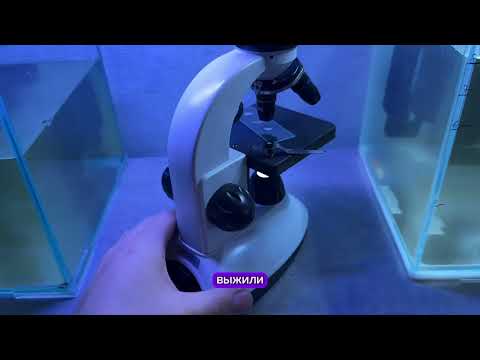 Видео: Культивация тетраселмиса. Выпуск: выжившие.