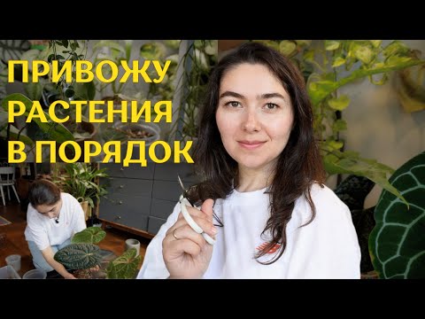 Видео: УЮТНЫЙ влог УХОДА за РАСТЕНИЯМИ | ЦЕЛЫЙ день ПЕРЕСАЖИВАЮ, черенкую, ОБРАБАТЫВАЮ от вредителей 🪴