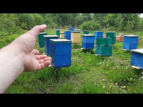 Видео: Сколько стоит труд пчеловода? Моя цена на мёд и как я продаю. Кол-во мёда не равно качество!!!