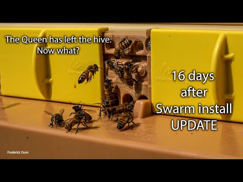 Видео: Обновление улья Apimaye Ergo Bee Hive: Рой не задержался, что теперь? У меня есть решение.