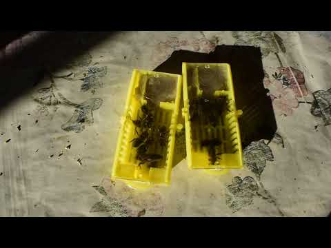 Видео: Предлагаю маток среднерусской (тёмной лесной) породы.