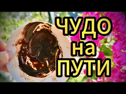 Видео: 💫 Великий Дар Судьбы: какое чудо ждёт тебя прямо сейчас? 🔮☕