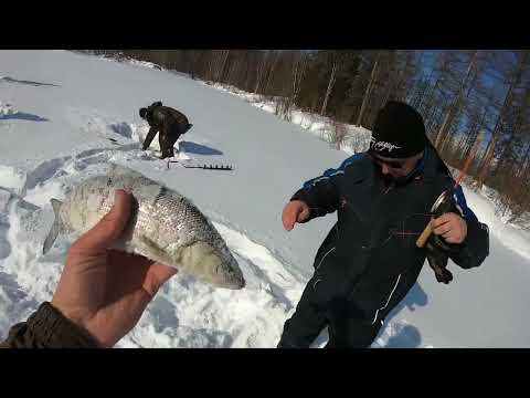 Видео: Эвенкия!!! Зимняя рыбалка!!! Снегоходы: Буран с двигателем лифан 27лс, BRP Scandik, аэролодка Pioner