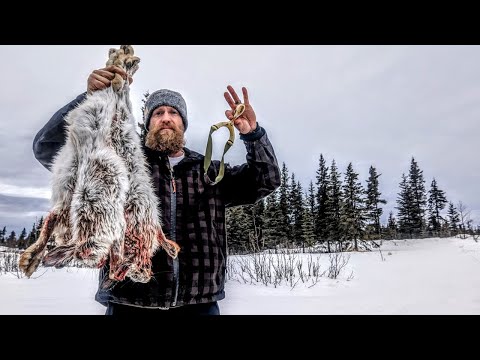 Видео: Охота с рогаткой: три кролика и попытка ограбления.