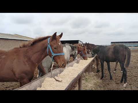 Видео: Жеребчики 2025 года
