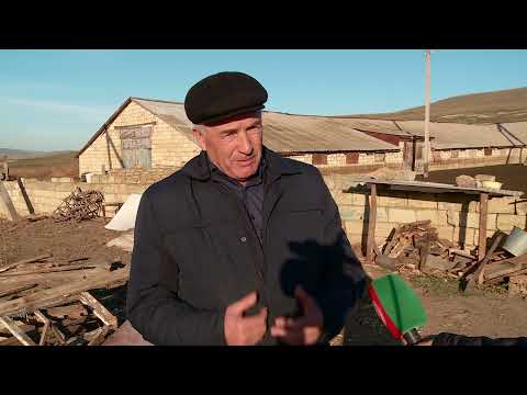Видео: Табасаранская 13 12 21 Будни и проблемы фермерского хозяйства "Риза"
