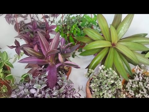Видео: Комнатные цветы/ Традесканции/ 19 сортов!!!