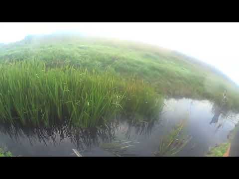 Видео: Открытие нового сезона по перу. 2024г. Осень.#охотанаутку#охота#утка#подранок#открытиепоперу#hunting