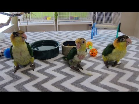 Видео: 11–12-недельные детеныши каиков — время для игр и ужина