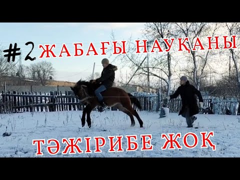 Видео: жабағы үйрету