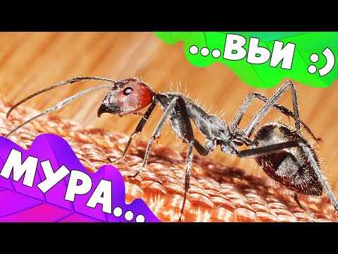 Видео: Что стало с гигантскими муравьями и что будет с каналом?