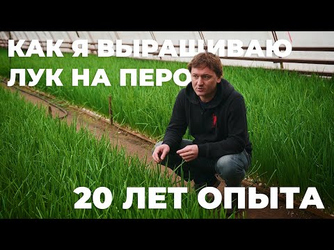Видео: Выгонка зеленого лука на перо. Делюсь 20-летним опытом выращивания