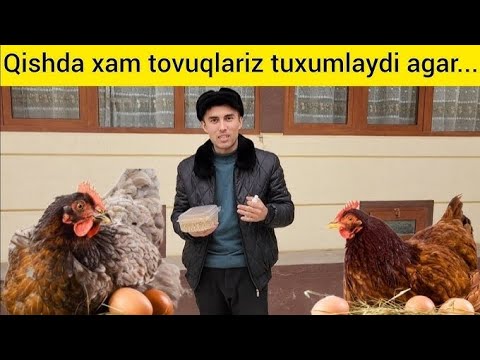 Видео: ҚИШДА ТОВУҚЛАРНИ ТУХУМЛАТИШ РЕТСЕПТИ ВА УСУЛИ