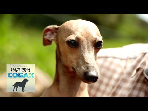 Видео: Левретка. Планета собак 🌏 Моя Планета