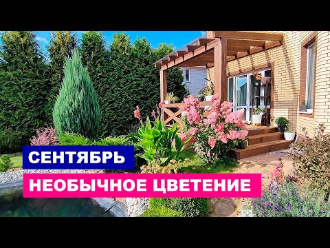 Видео: Сентябрь. Необычное цветение.