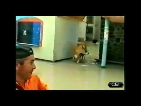 Видео: 20 лет тому...Сель Тырнауза 2000