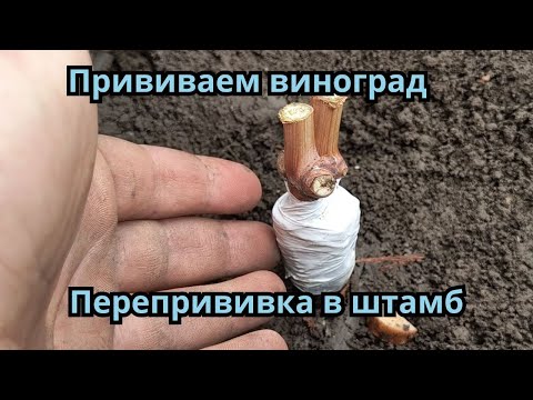 Видео: Прививка виноградного куста в штамб